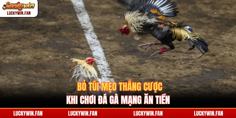 Bỏ túi mẹo thắng cược khi chơi đá gà mạng ăn tiền