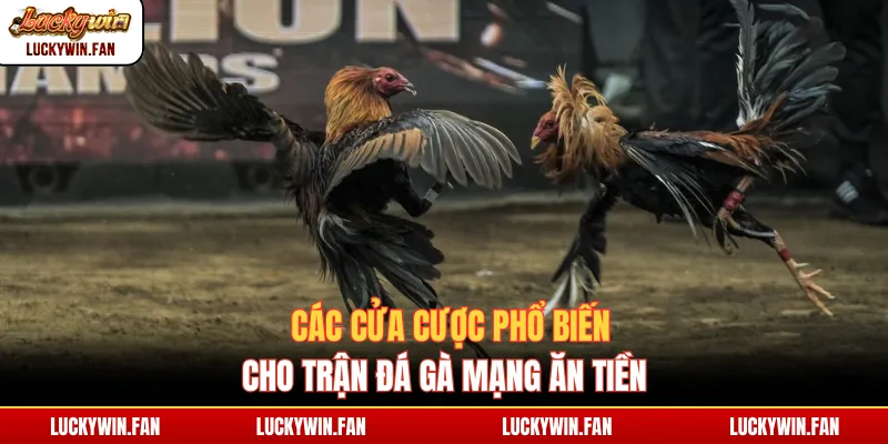 Các cửa cược phổ biến cho trận đá gà mạng ăn tiền