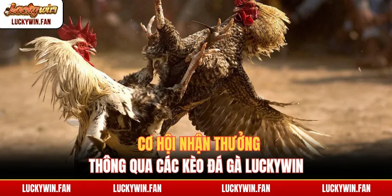 Cơ hội nhận thưởng thông qua các kèo đá gà Luckywin
