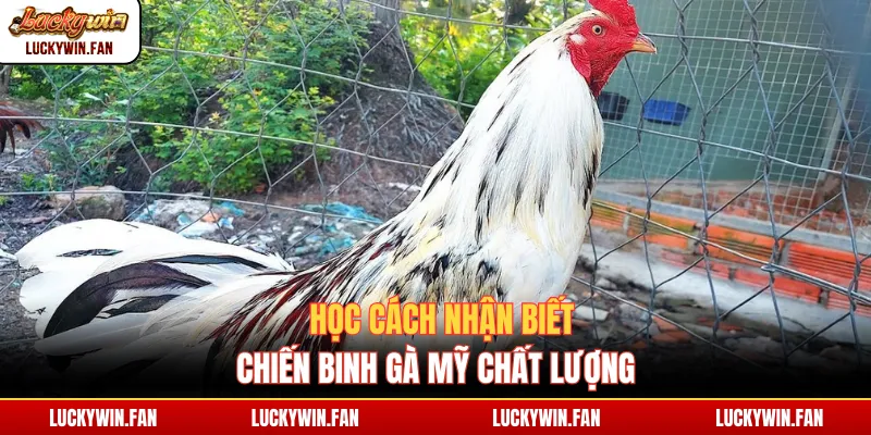 Học cách nhận biết chiến binh gà Mỹ chất lượng