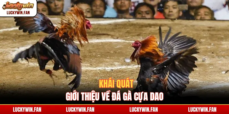 Khái quát giới thiệu về đá gà cựa dao