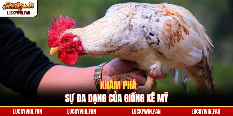 Khám phá sự đa dạng của giống kê Mỹ