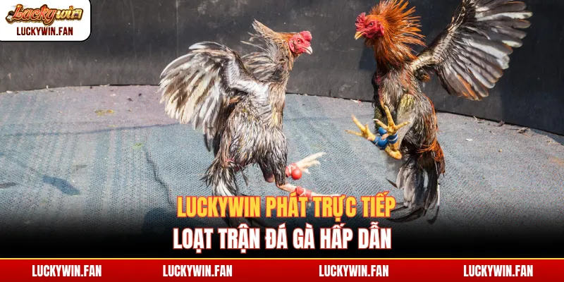 Luckywin phát trực tiếp loạt trận đá gà hấp dẫn