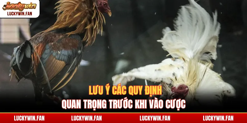 Lưu ý các quy định quan trọng trước khi vào cược