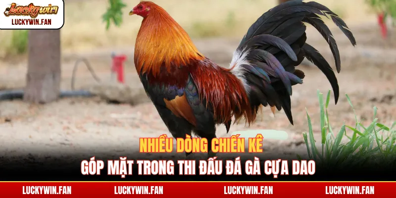 Nhiều dòng chiến kê góp mặt trong thi đấu đá gà cựa dao