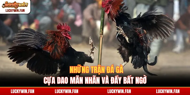 Những trận đá gà cựa dao mãn nhãn và đầy bất ngờ