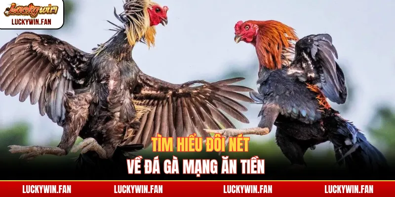 Tìm hiểu đôi nét về đá gà mạng ăn tiền