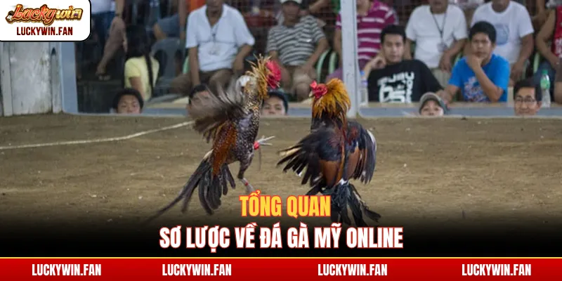 Tổng quan sơ lược về đá gà Mỹ online