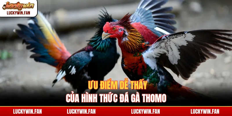 Ưu điểm dễ thấy của hình thức đá gà Thomo